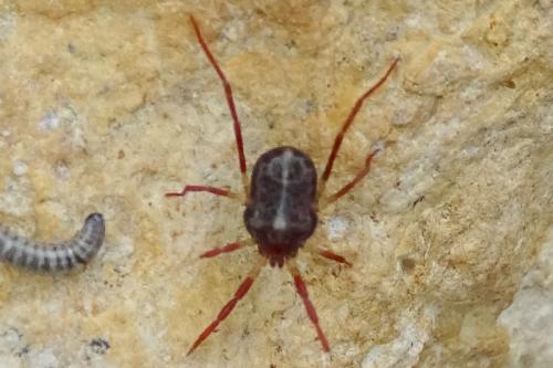 Réf. 259 689 : Erythraeus sp.